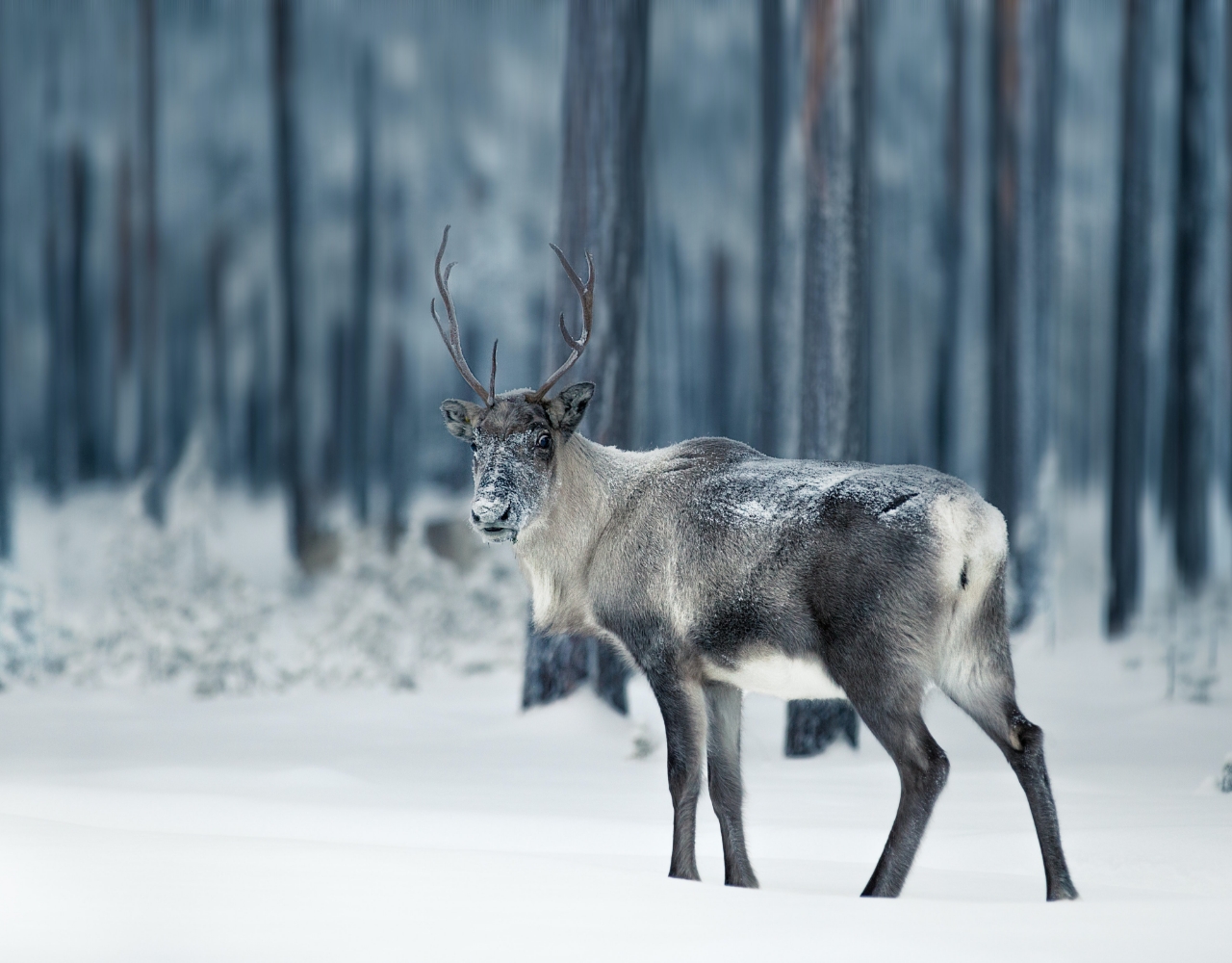 Et reinsdyr står i skogen på vinteren og snur seg mot kamera